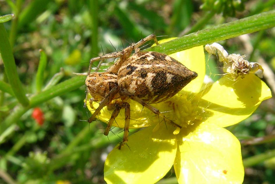 Oxyopes